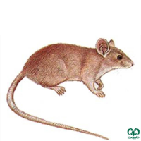 گونه موش خانگی House Mouse